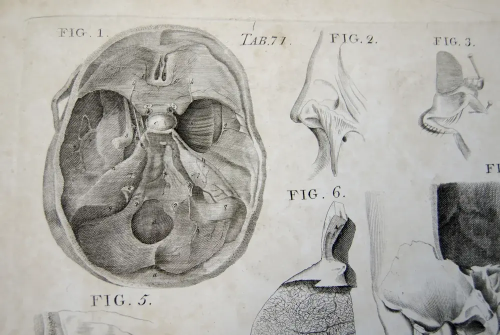 pitanguy jaw anatomy